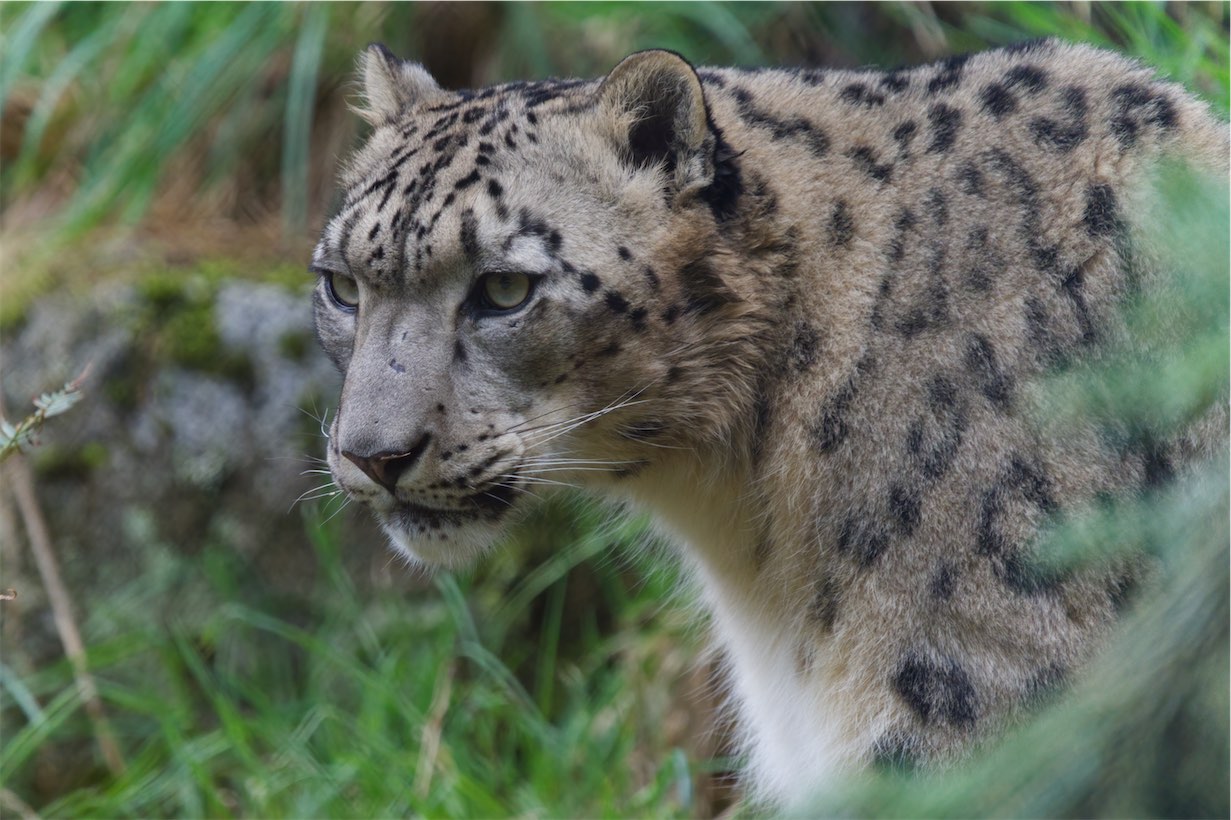 Snow Leopard 0308